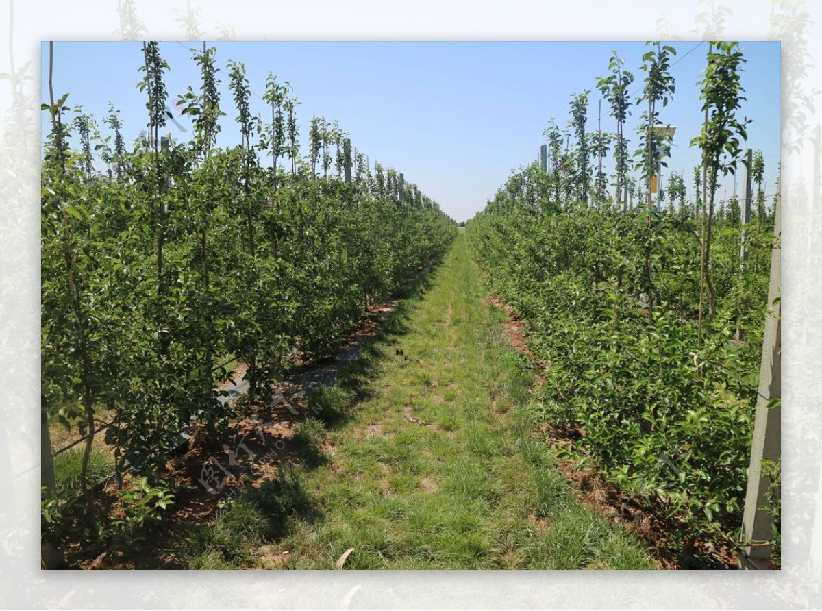 标准化苹果种植