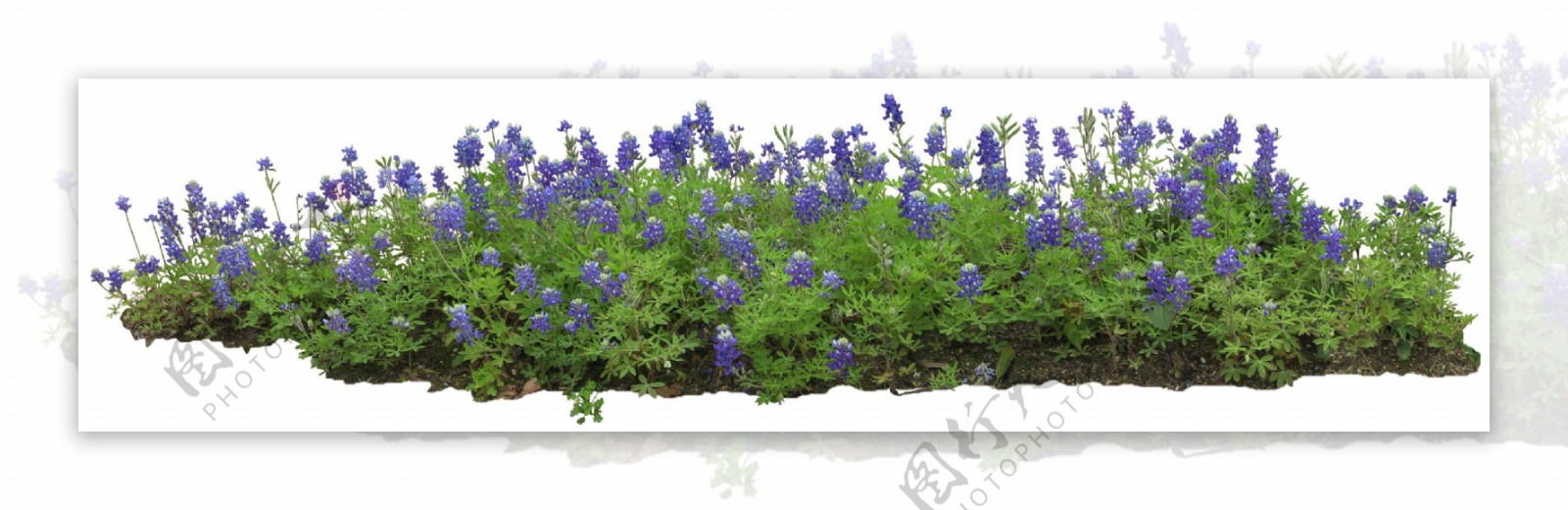 绿色草坪紫花png元素素材