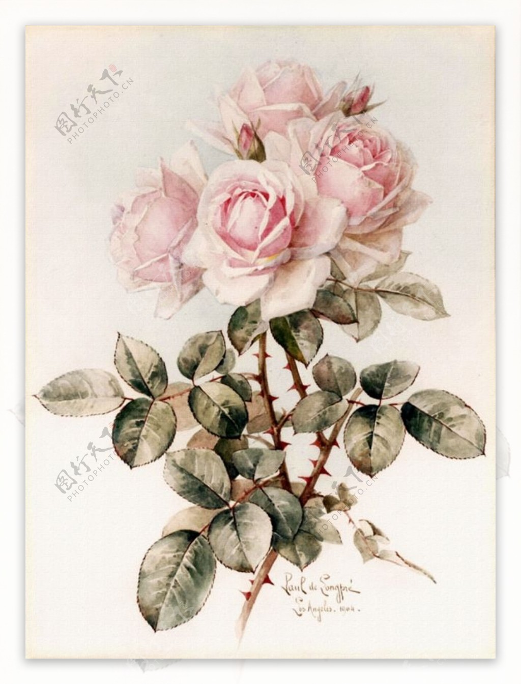 粉白蔷薇花装饰画