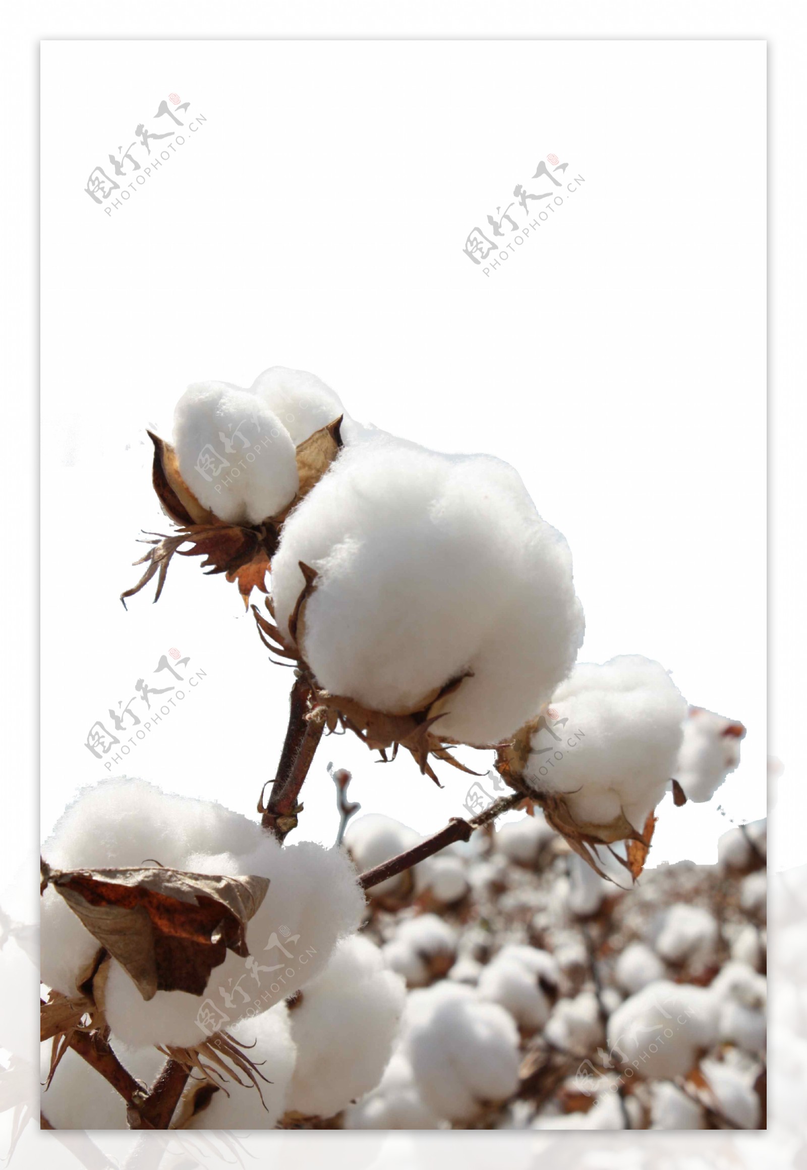 植物棉花png元素素材