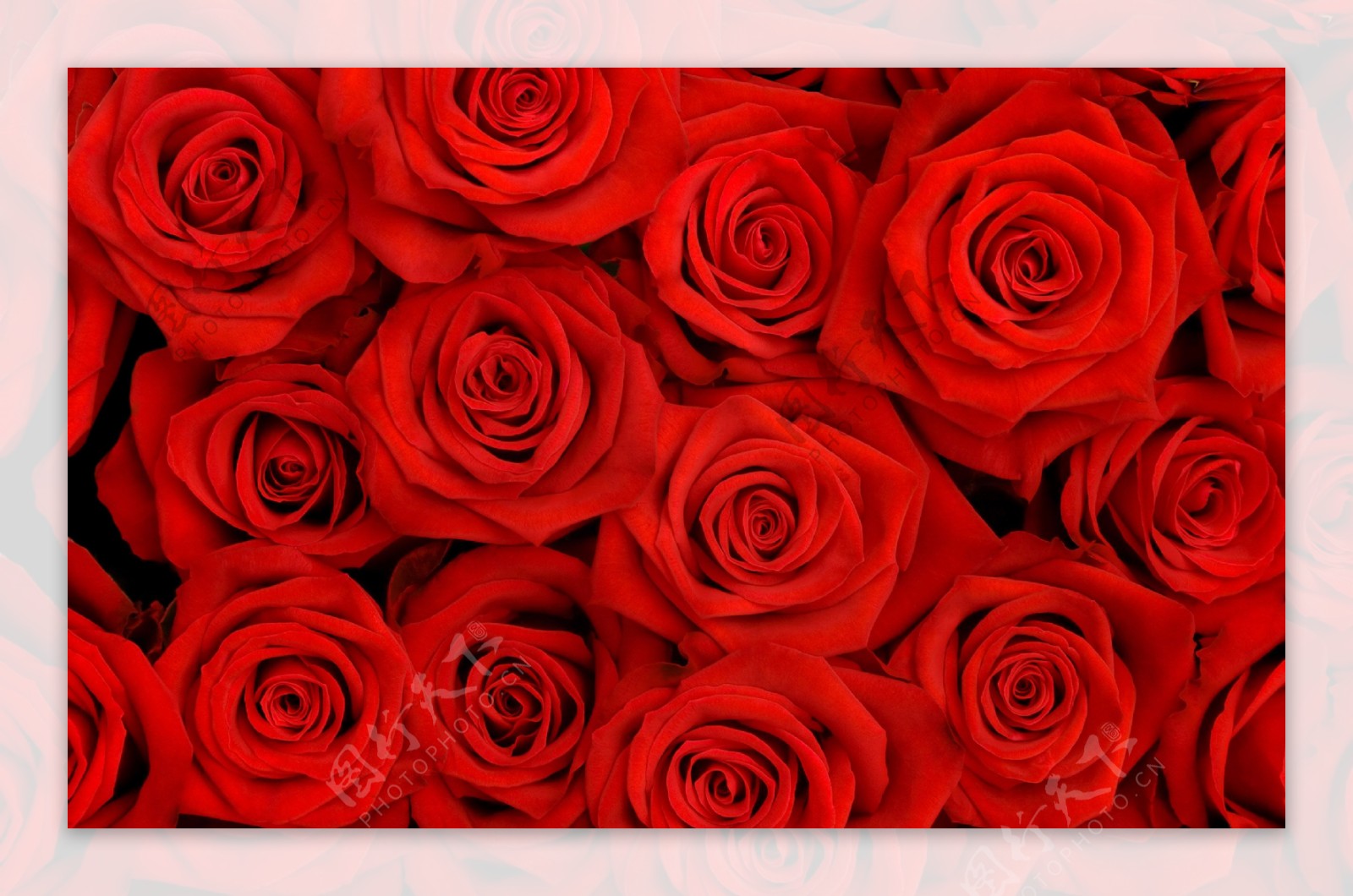 红玫瑰花束