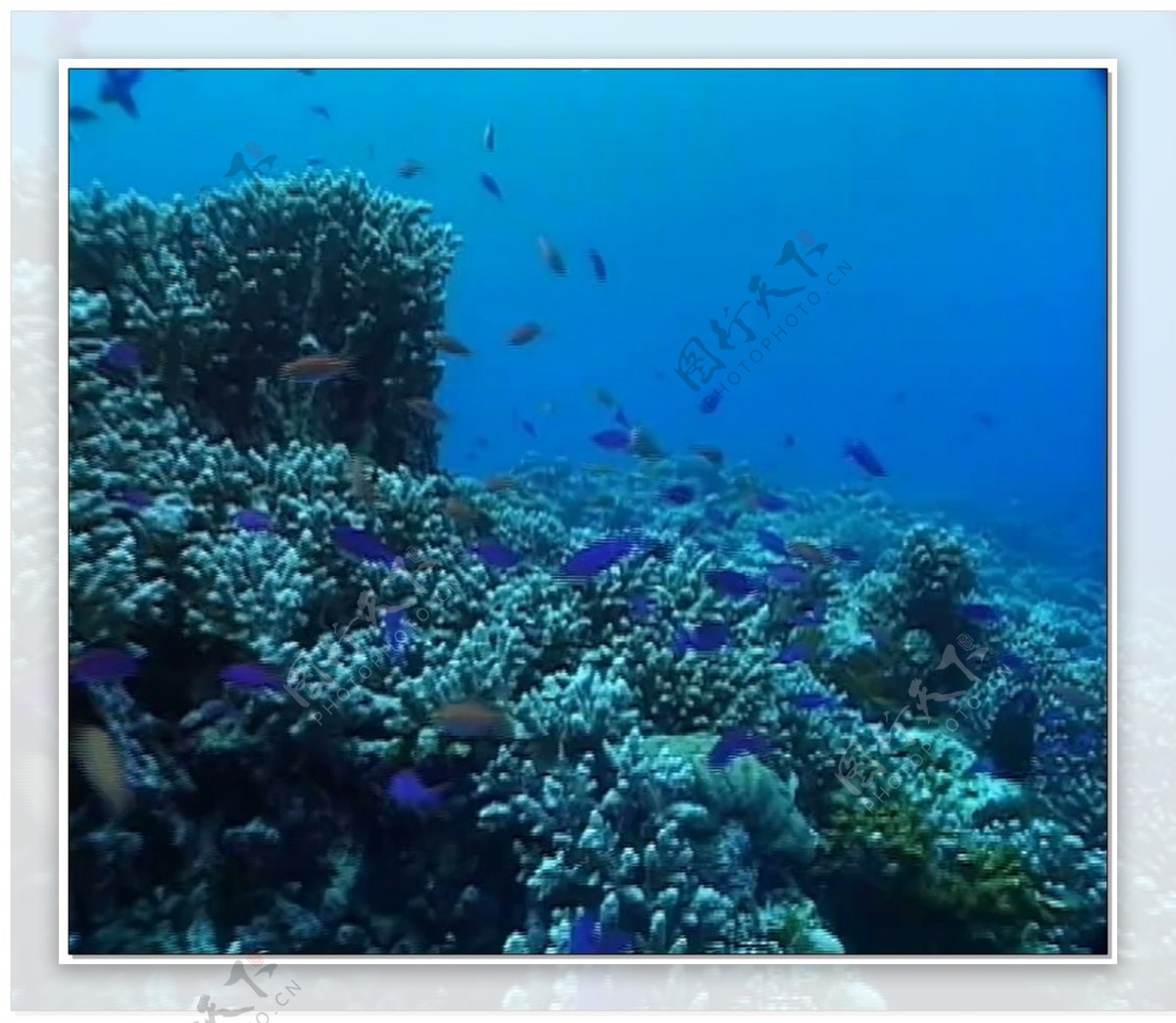 珊瑚礁水底世界视频素材