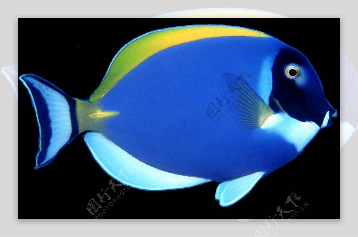漂亮蓝黄色鱼免抠png透明素材