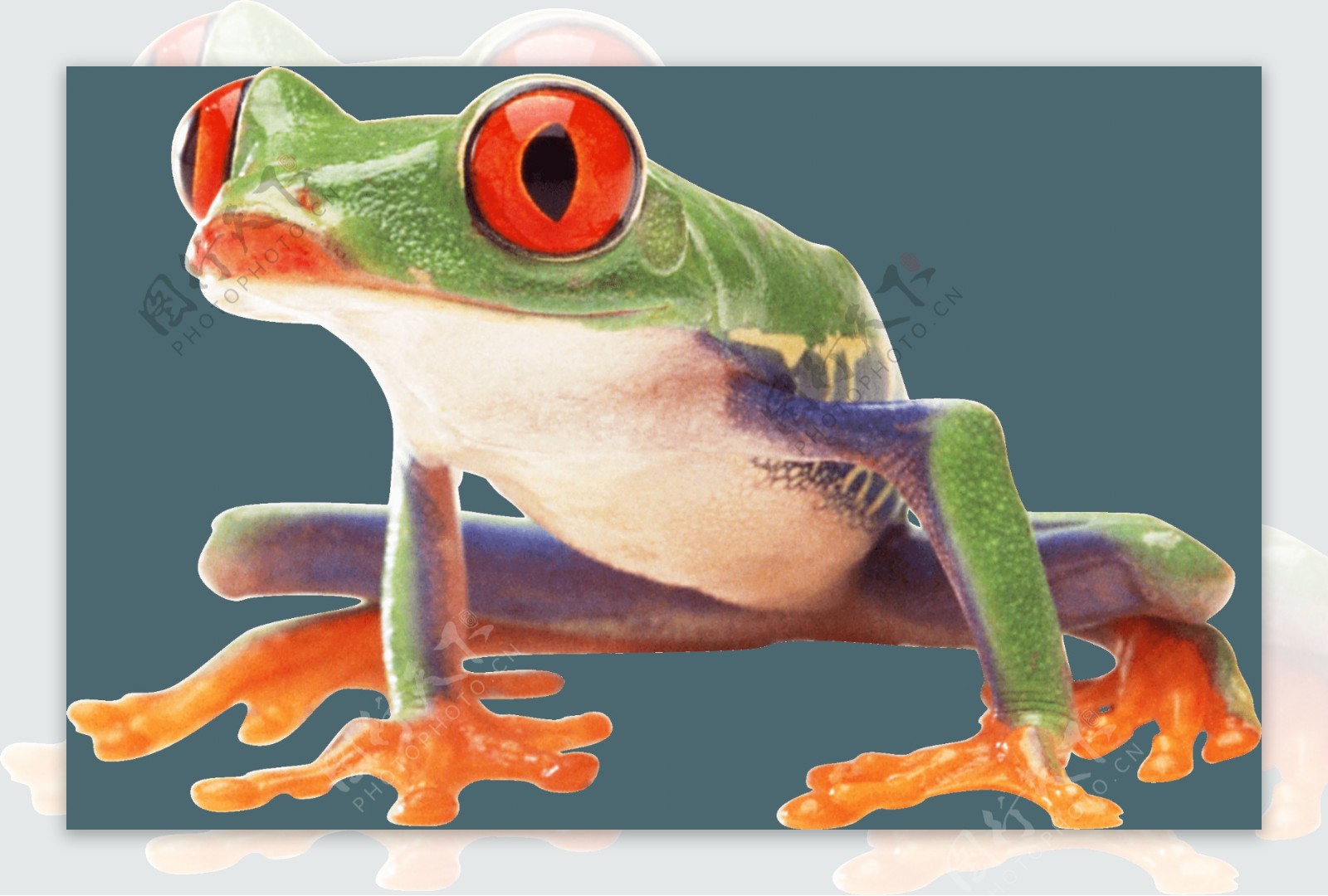 彩色漂亮青蛙免抠png透明素材