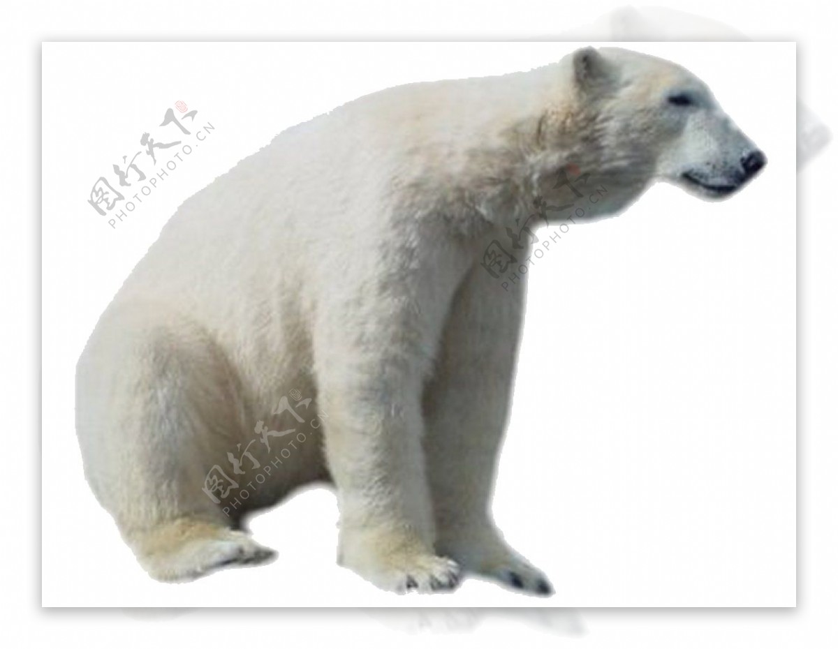 半蹲的北极熊免抠png透明素材