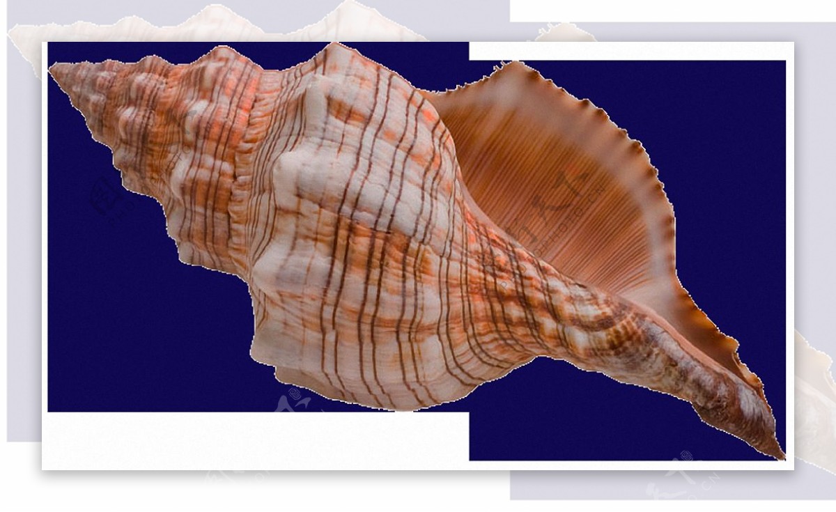 红色的大海螺免抠png透明素材