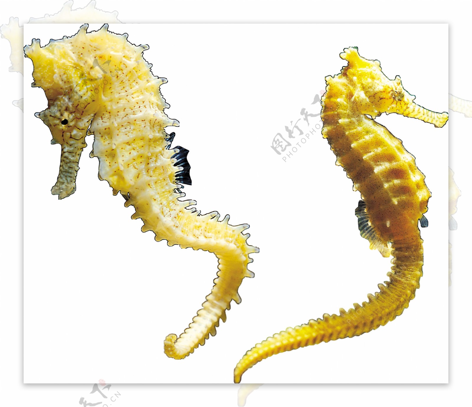 两只黄色的海马免抠png透明图层素材