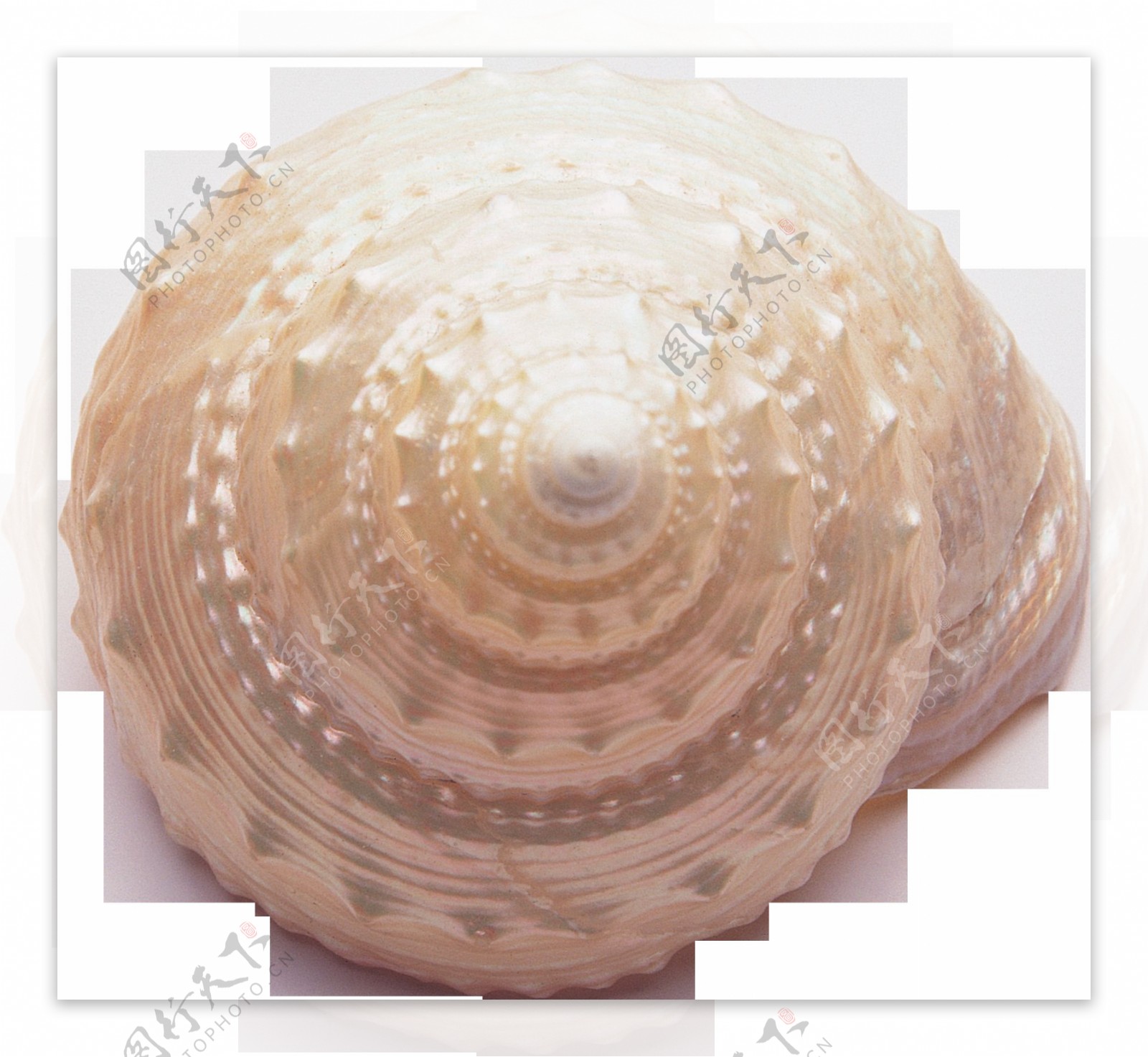 漂亮螺旋花纹海螺免抠png透明图层素材