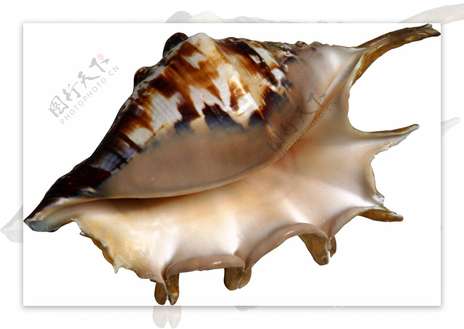 漂亮尖角海螺免抠png透明图层素材