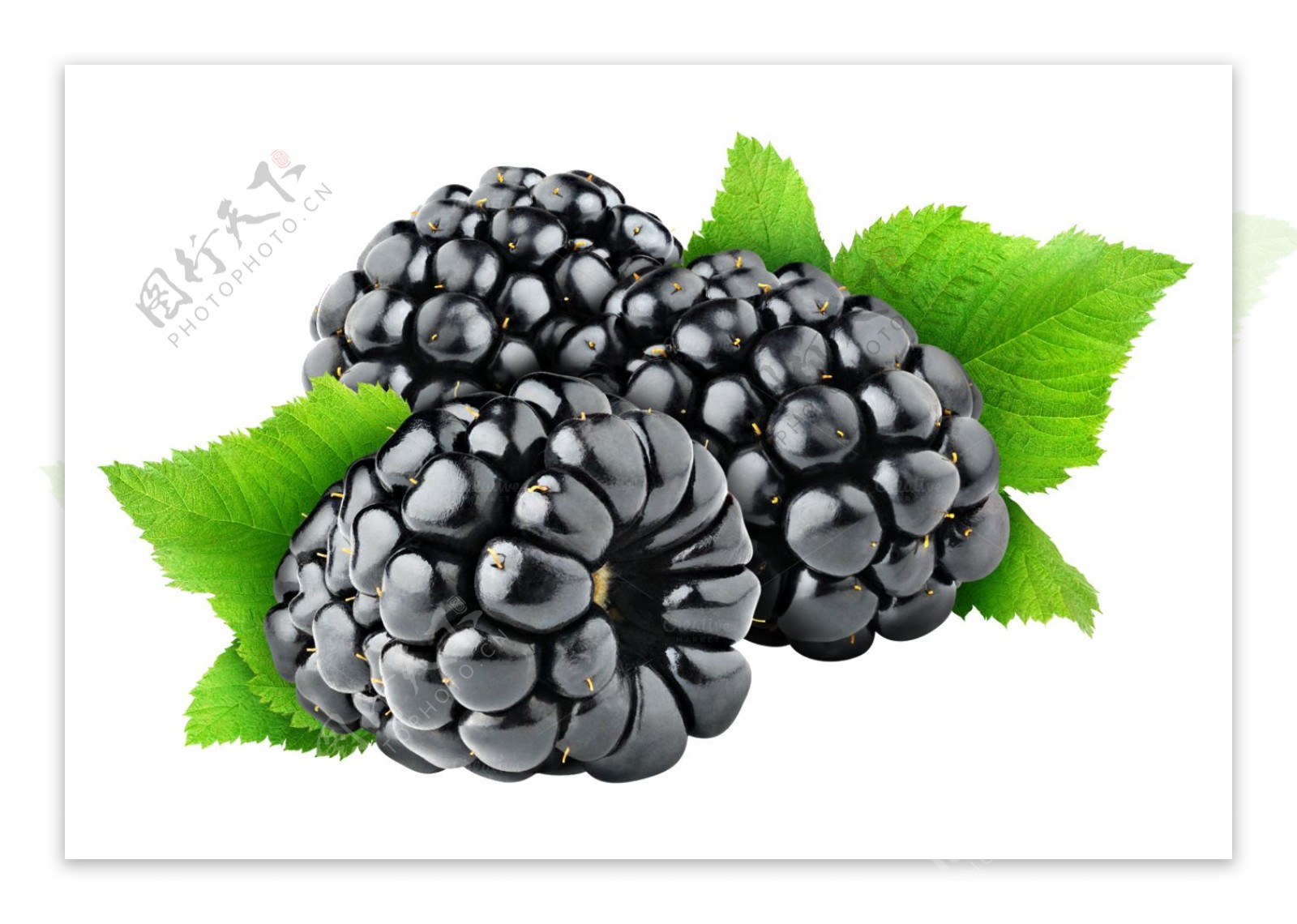 黑莓水果图片免抠png透明图层素材