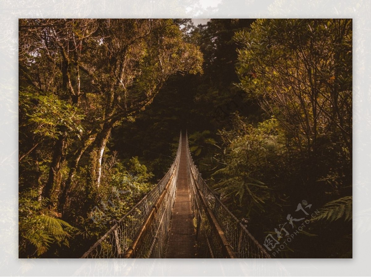 树林里的独木桥