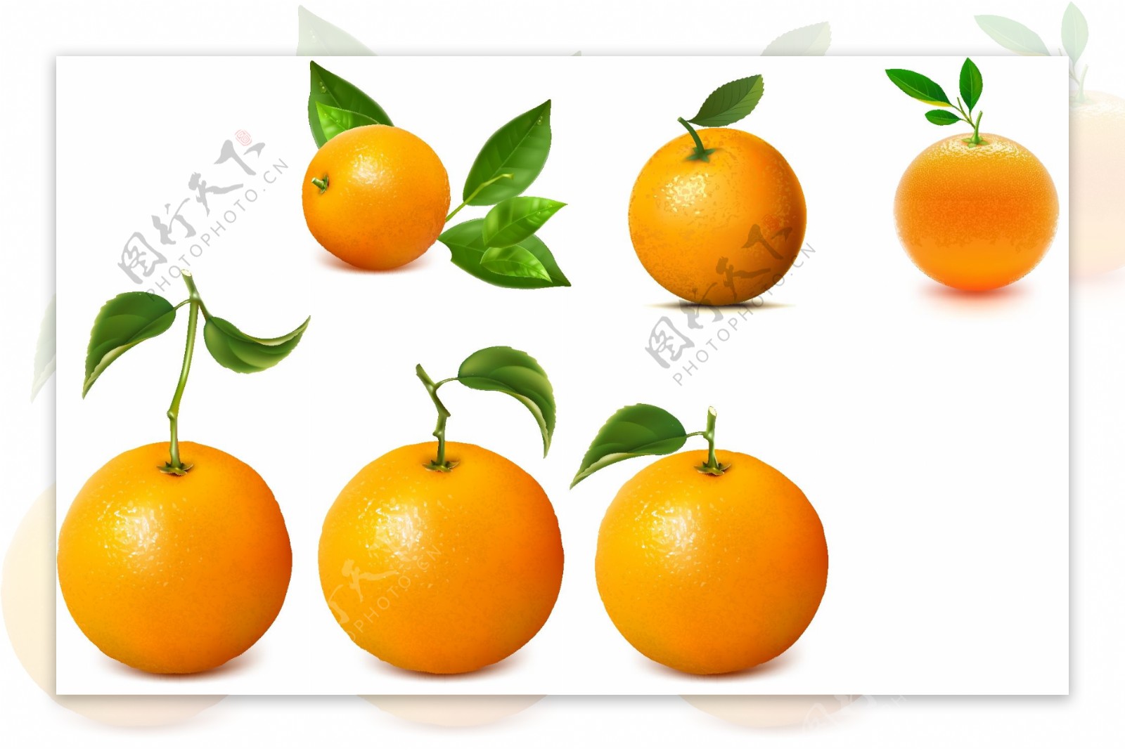 实物绿叶橙子心想事橙平安夜水果
