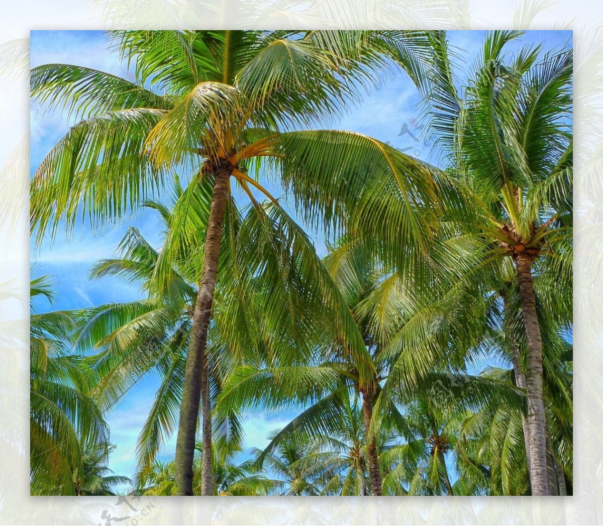 高大的椰子树