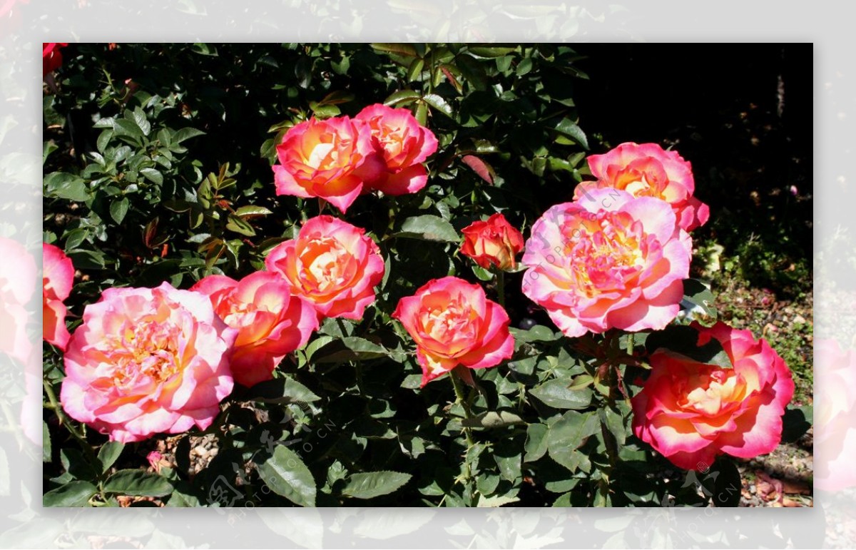 粉红色玫瑰花卉