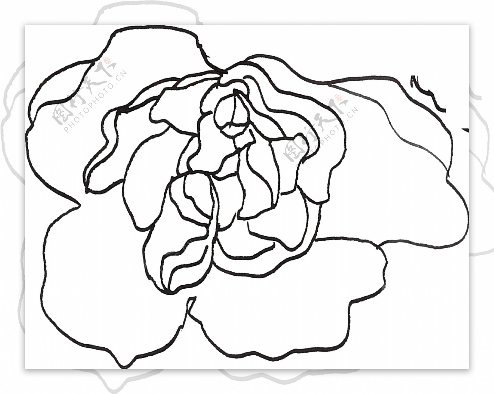 手绘素描花朵透明素材
