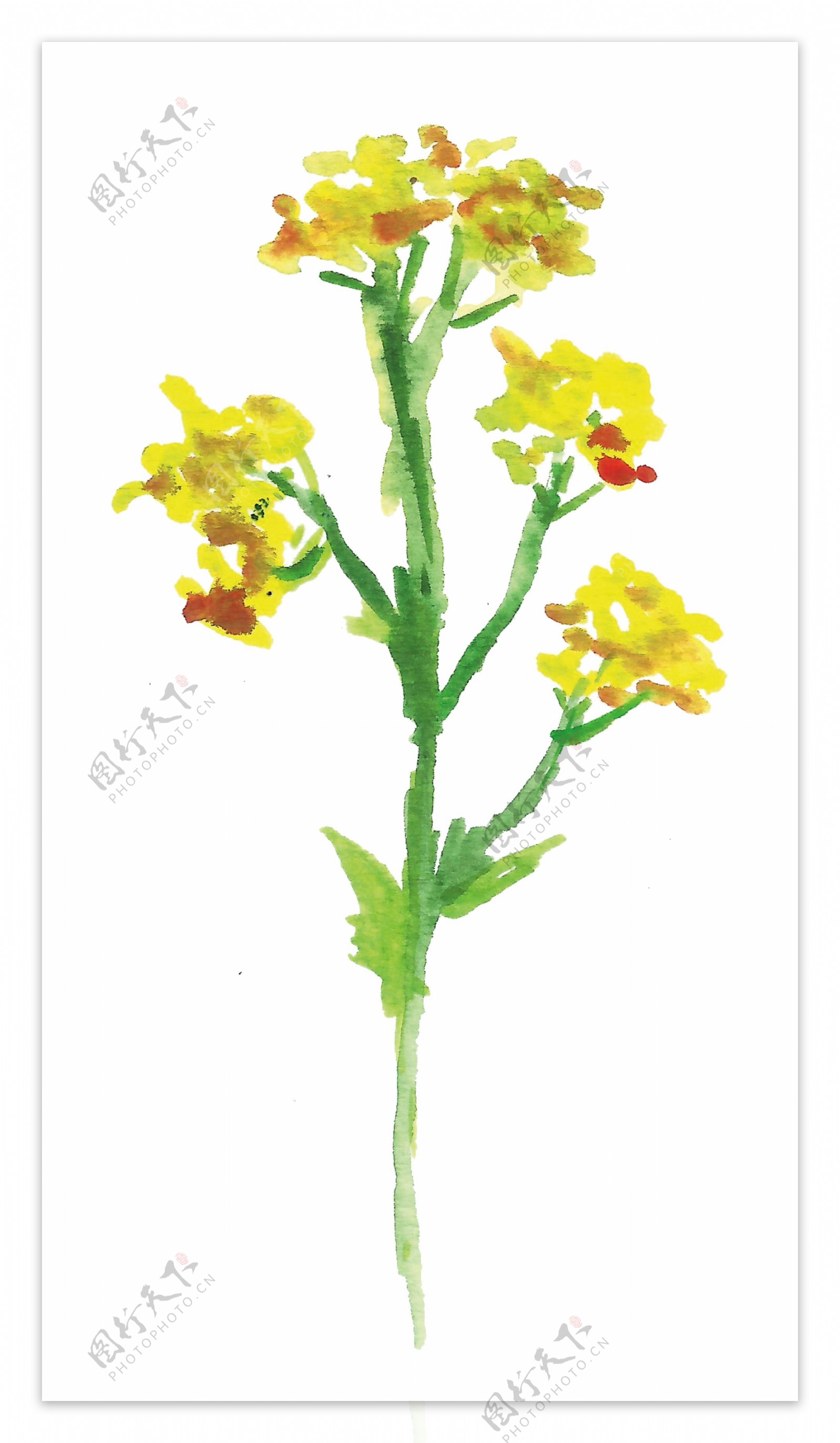 黄色迎春花卡通水彩透明素材
