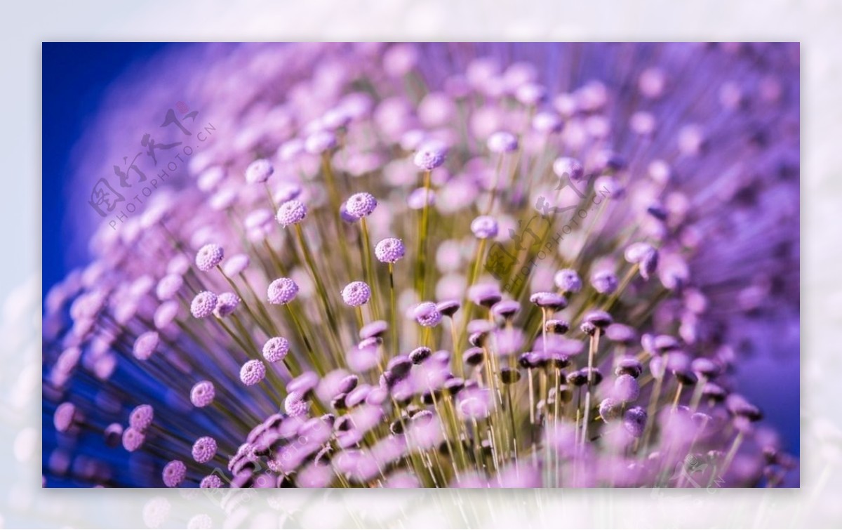 鲜花鲜花背景