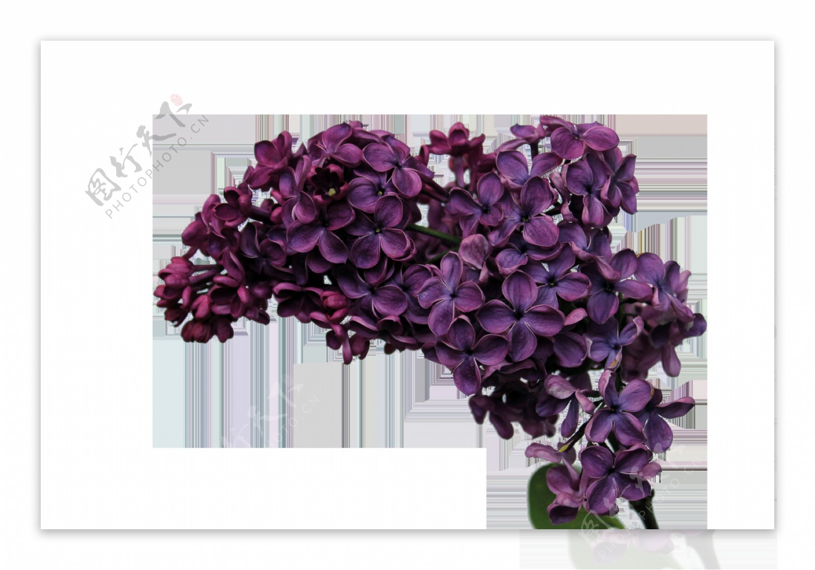精致立体紫色花卉透明素材
