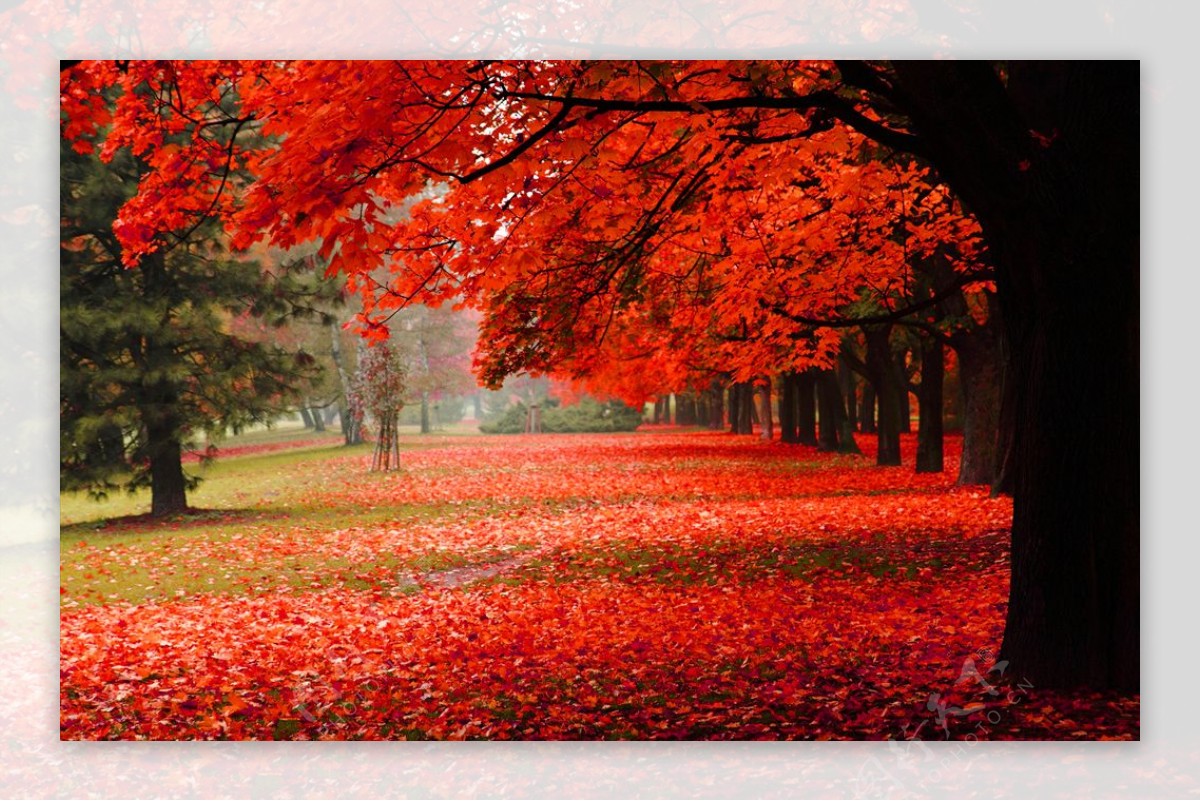 秋天美丽的红叶风景