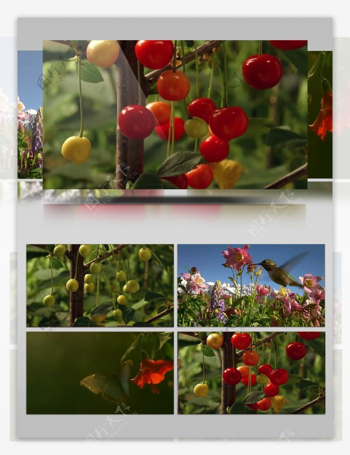 水果植物特写镜头素材