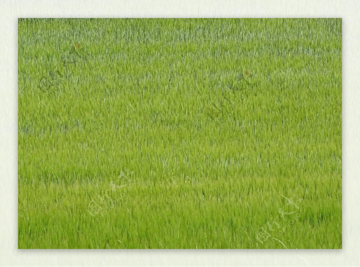 野草草地