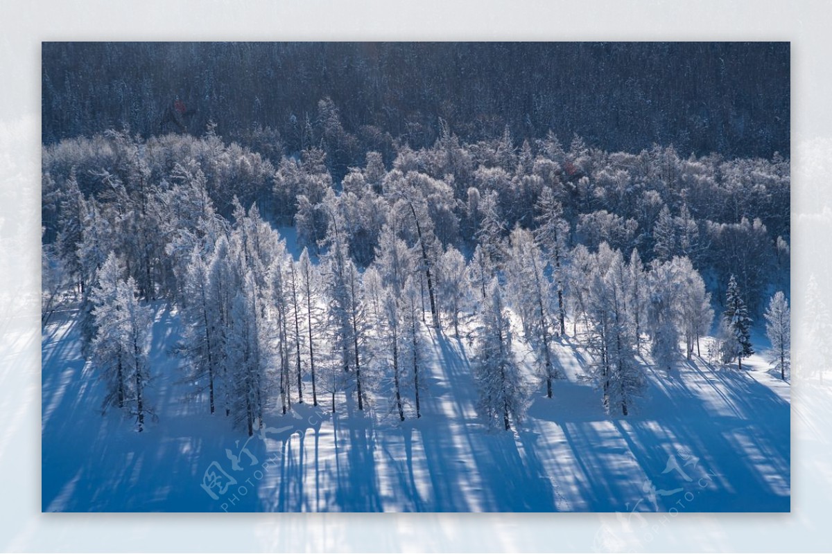 冬日里的树林风景