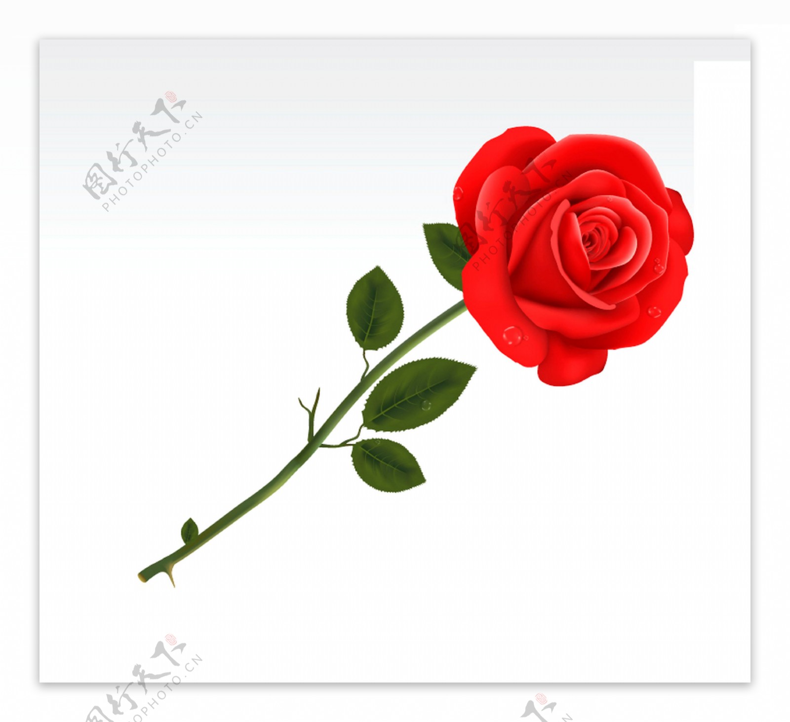 求婚玫瑰花透明素材