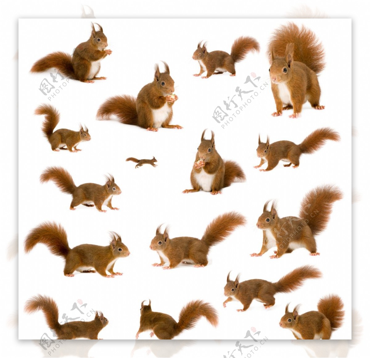 聪明伶俐的红褐色小松鼠图片高清壁纸-壁纸图片大全