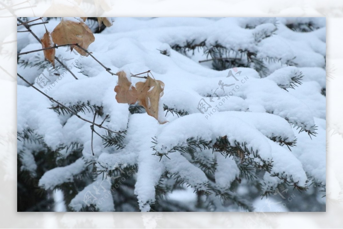 落雪