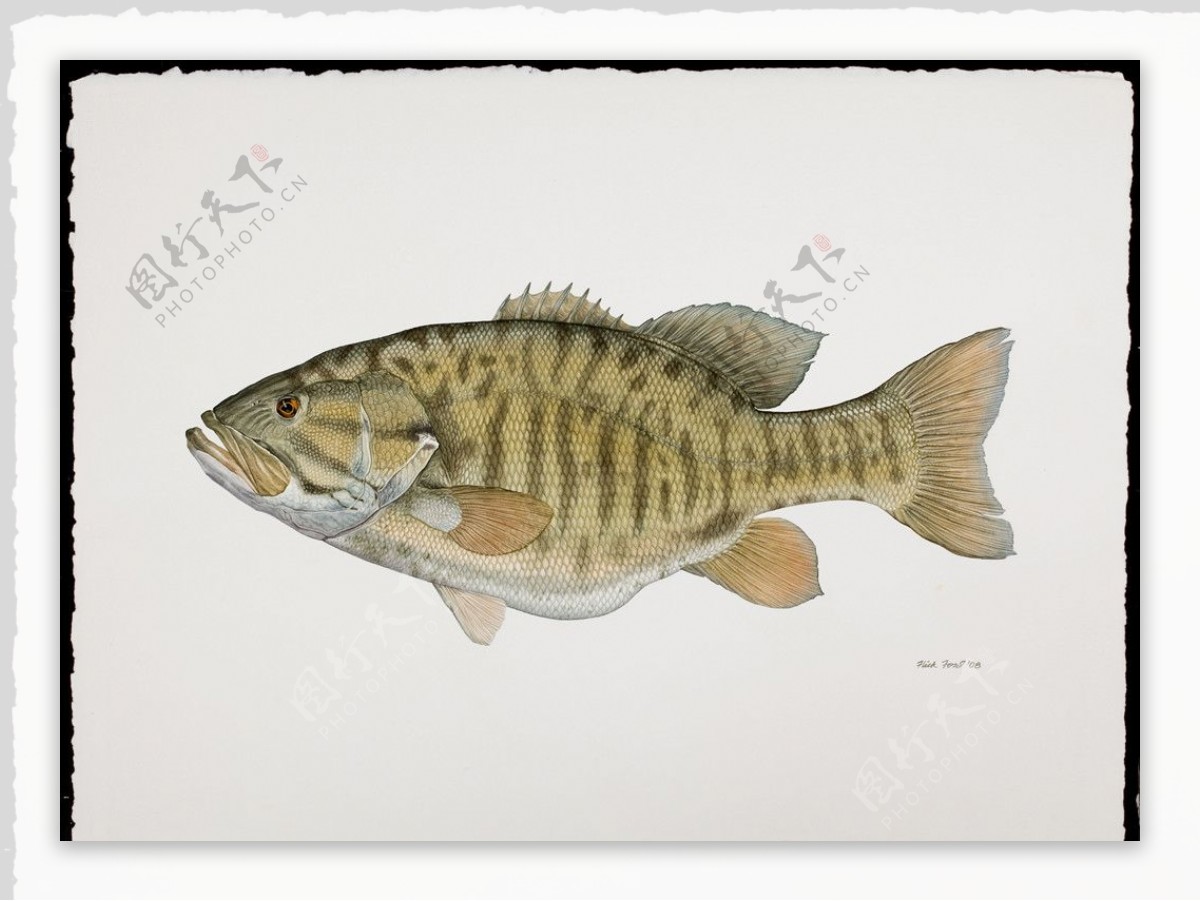 鱼类手绘插画海洋生物手绘