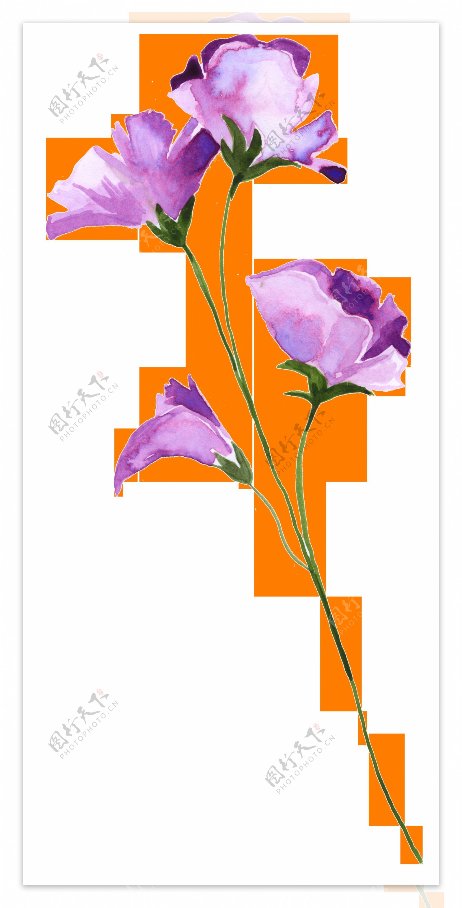 紫色花束透明装饰素材