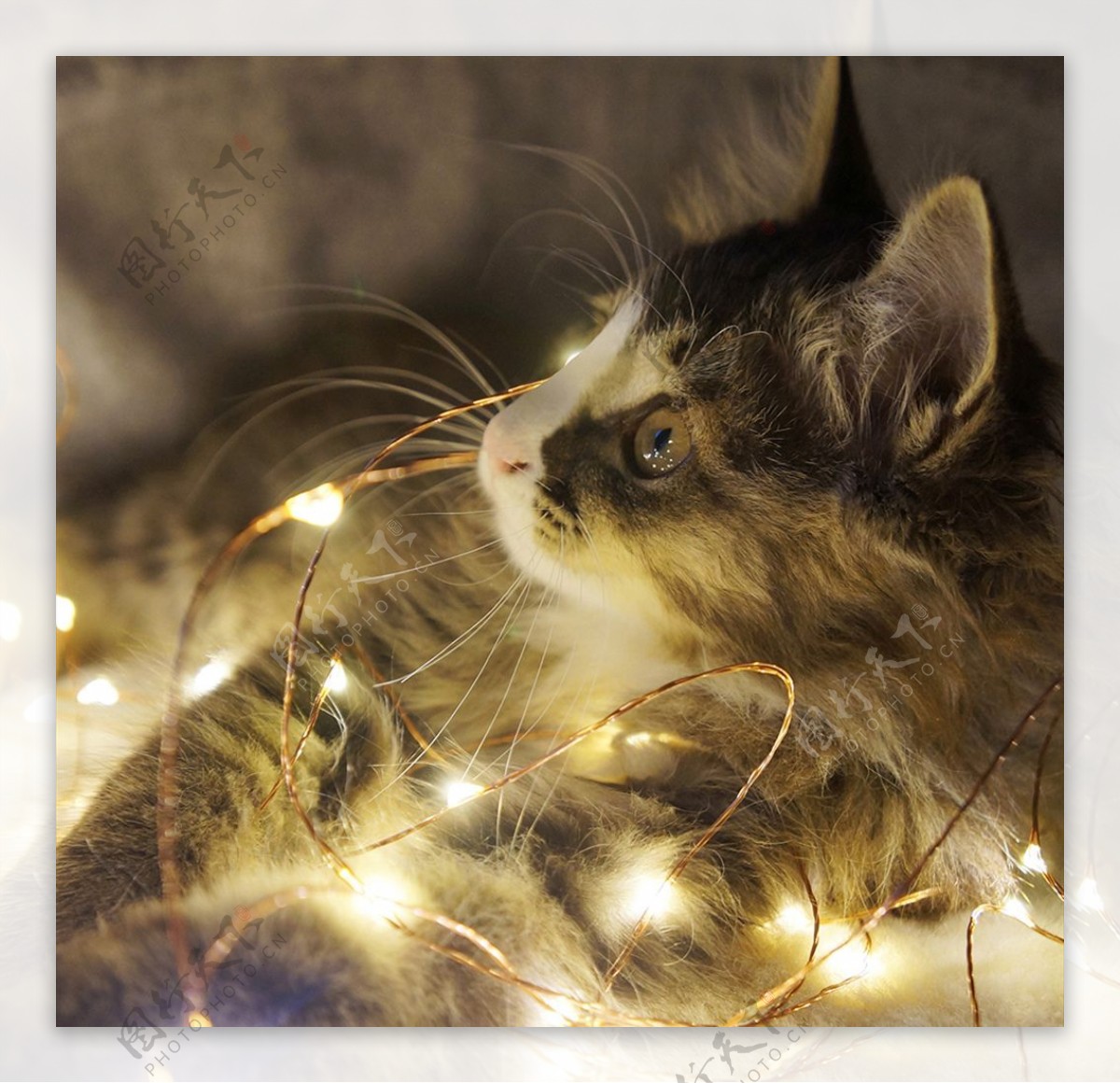 灯光下的挪威森林猫
