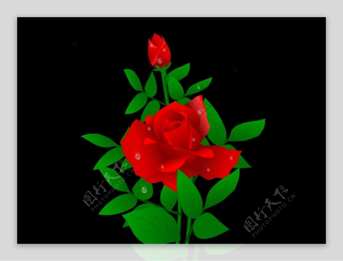 露珠红玫瑰
