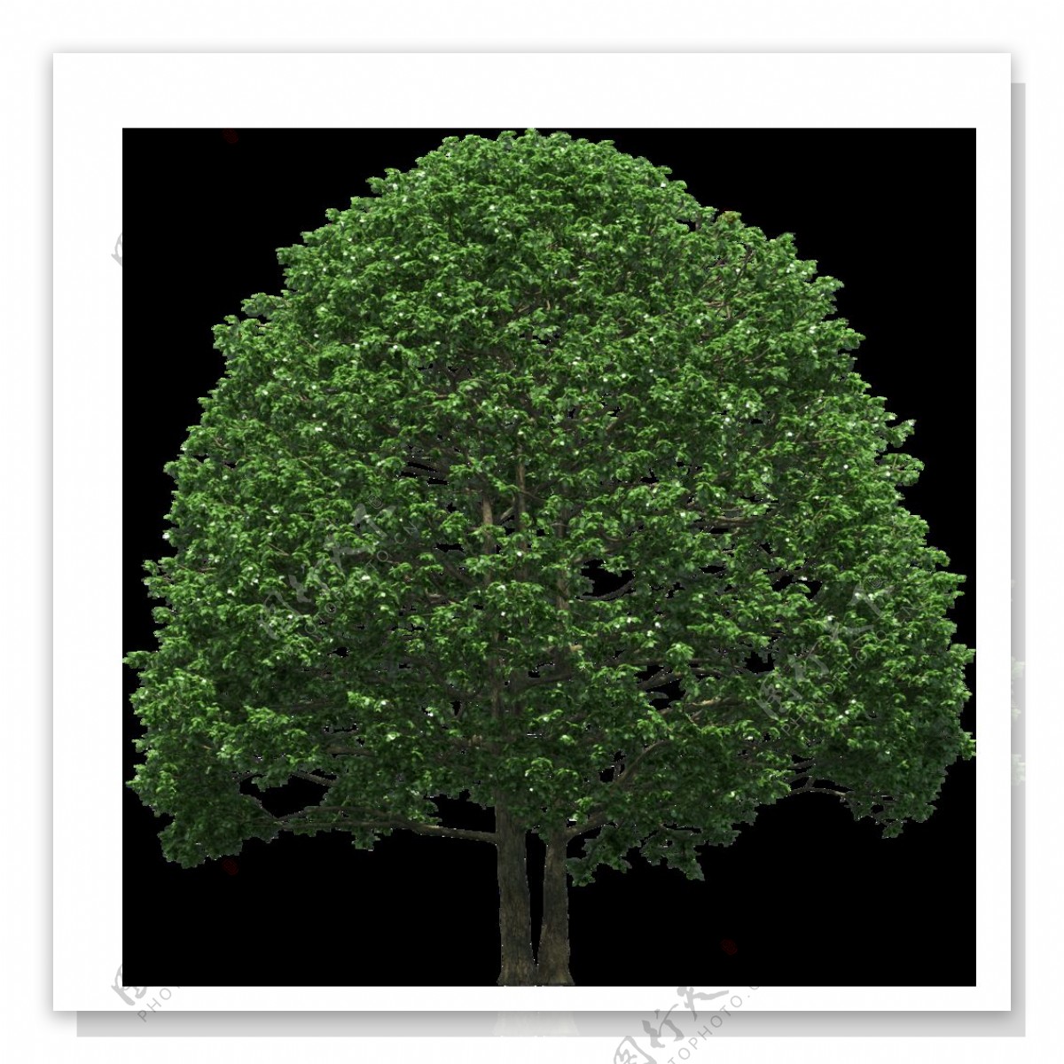 园林景绿色树木png元素