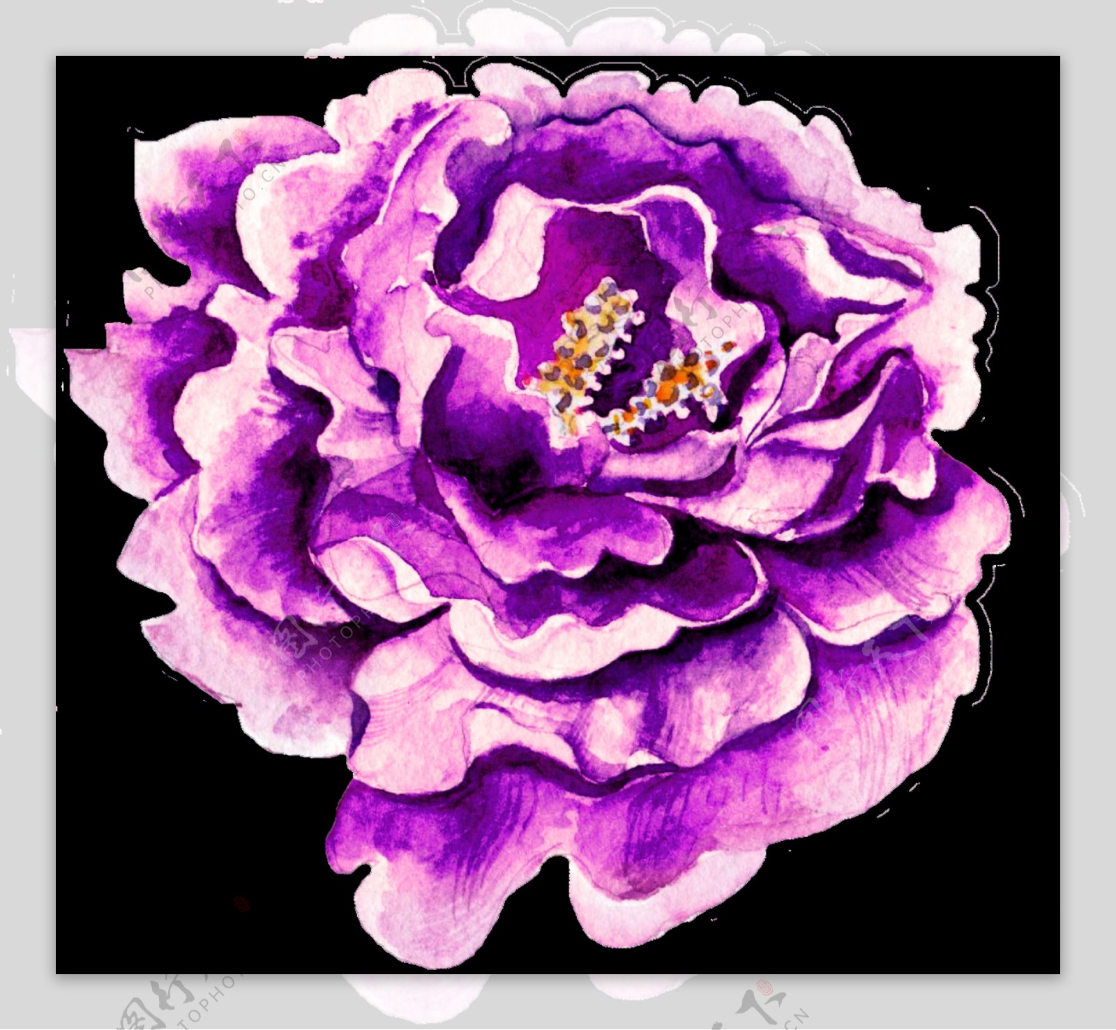 一朵紫色水彩花透明素材png