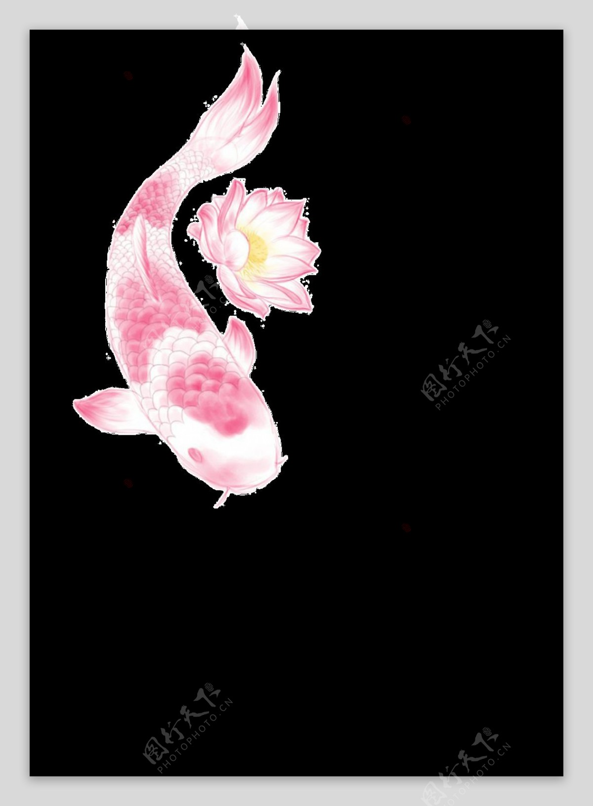 手绘粉红色锦鲤透明装饰素材