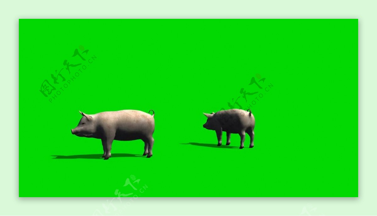 小猪绿屏抠像视频素材