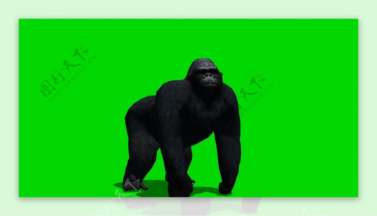 黑猩猩绿屏抠像视频素材