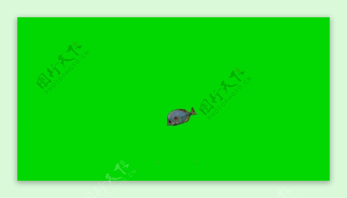 风水鱼绿屏抠像视频素材