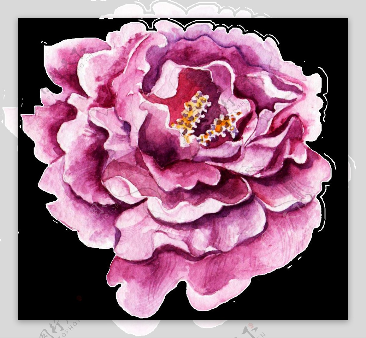 手绘一朵紫色花卉透明素材png