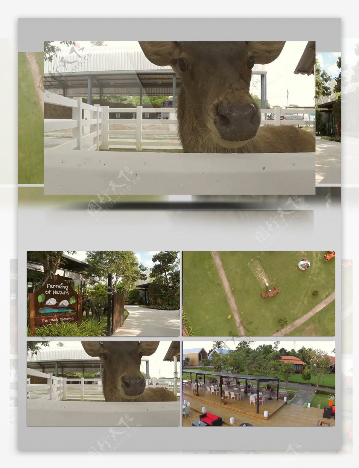 农庄公园动物风景实拍视频素材
