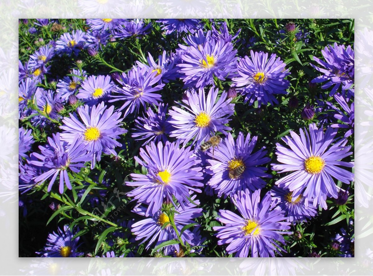 紫苑特写雪青色花卉