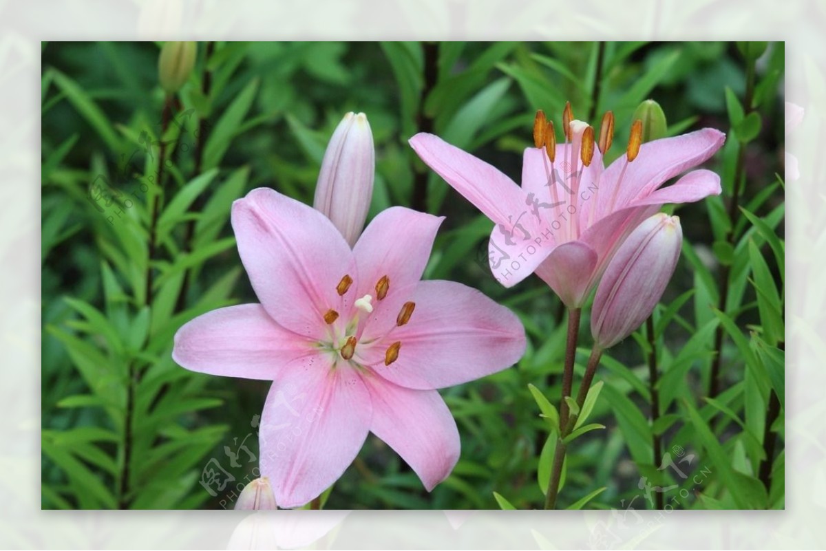 粉色清新百合花