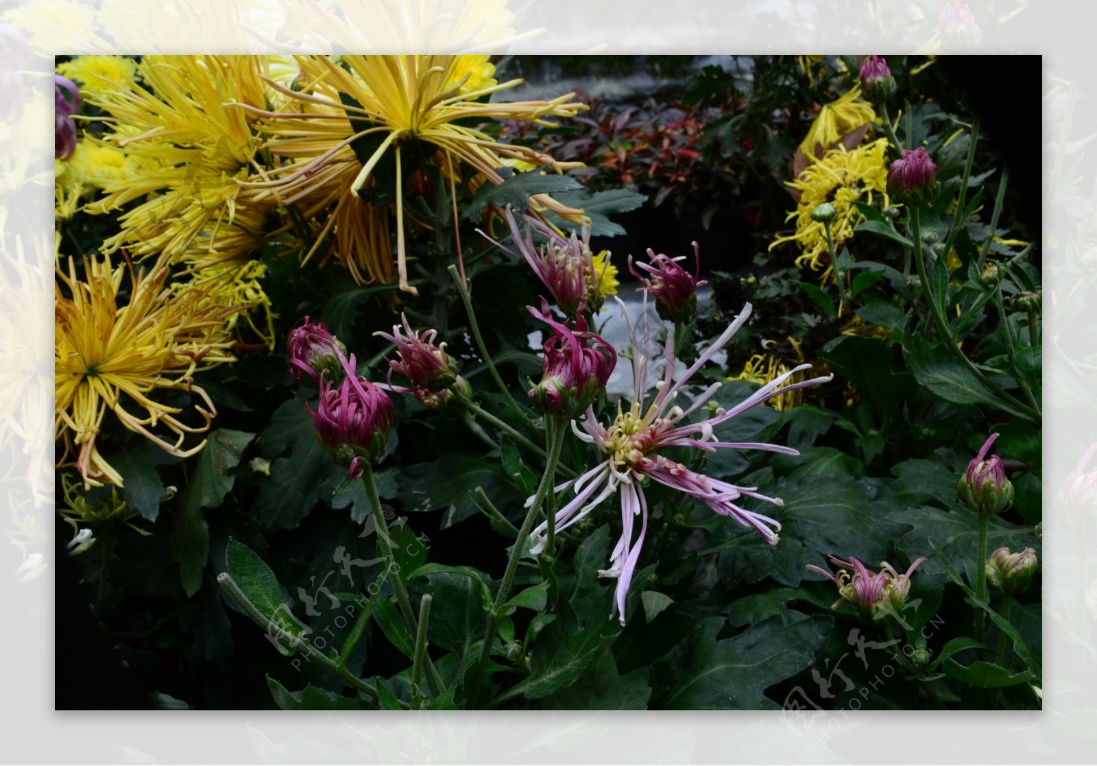 雨后秋菊