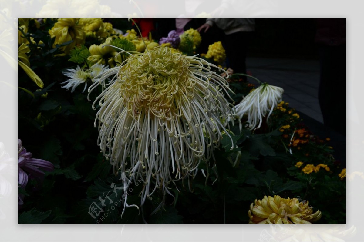 雨后秋菊