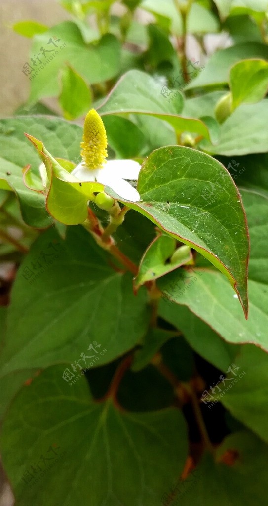 鱼腥草