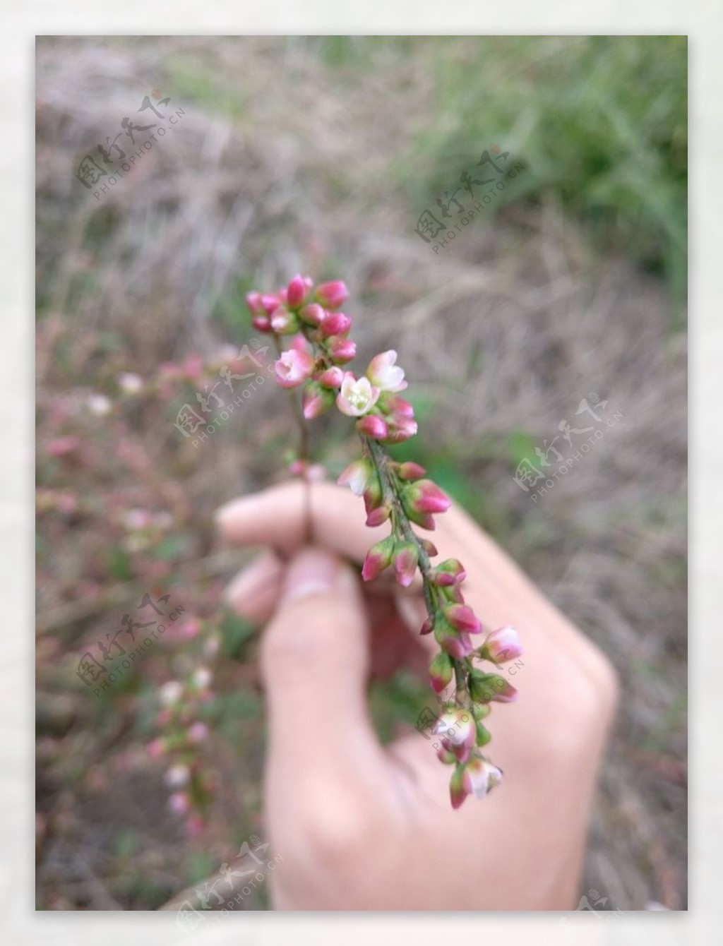 花和手