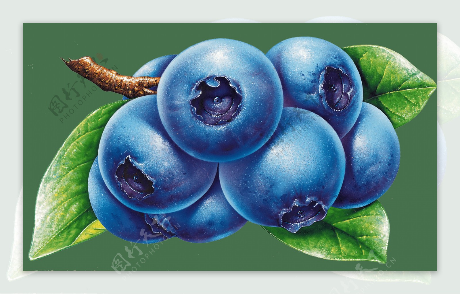 蓝莓透明PNG免狗素材