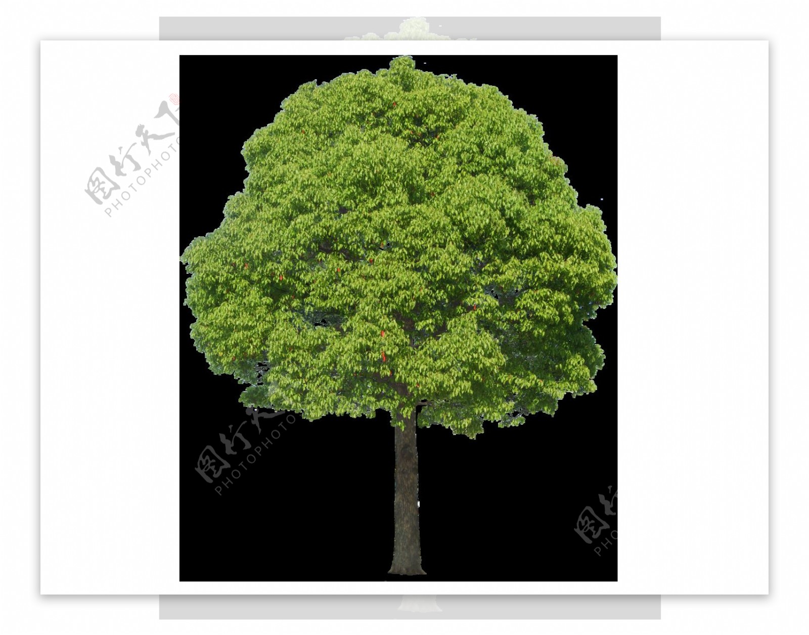 绿色大树png元素