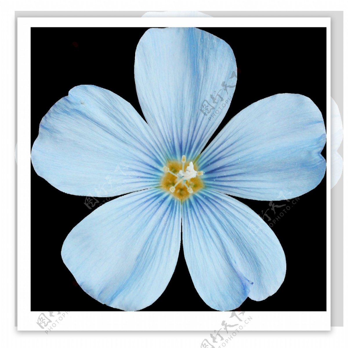 彩绘淡雅蓝色花朵png元素